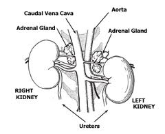 adrenal glands