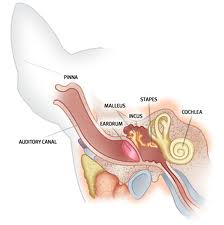 Cat Ear Anatomy