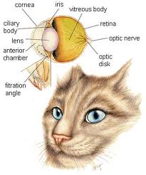 cat eye anatomy