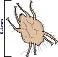 Ear Mite