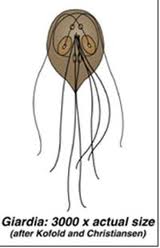 giardia