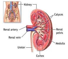 kidney