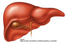 Liver