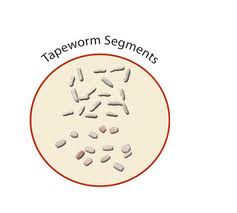 Tapeworm